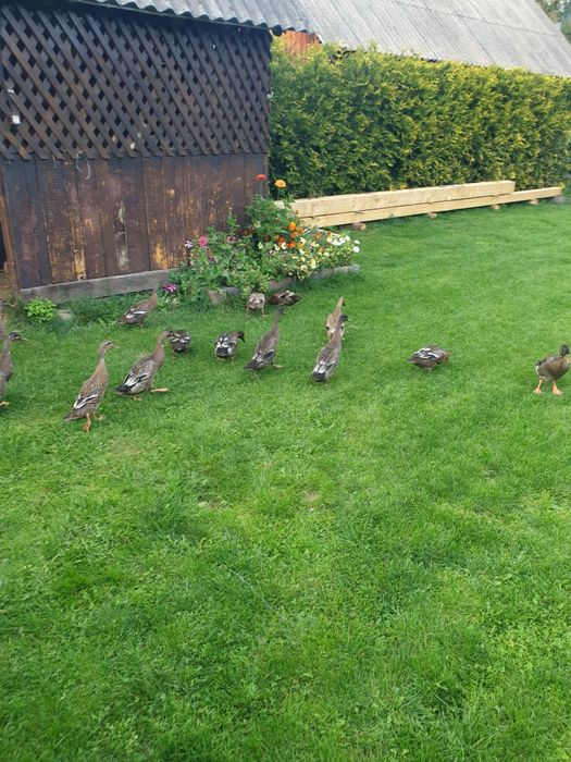 Rate alergatoare pentru melci