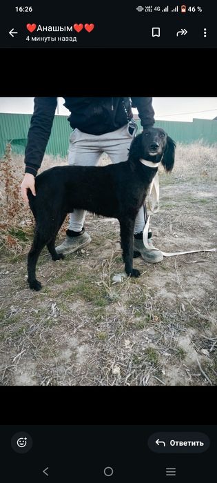 Тазы ит собака тазы