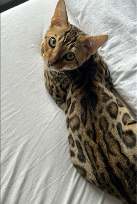 Bengal toza zot o'g'il bola 4oyli rosa oʻyin qaro .