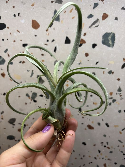 Plante aeriene de vanzare