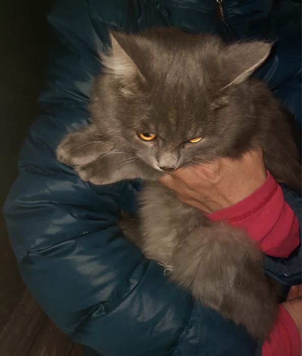 Котик, ищет себе дом