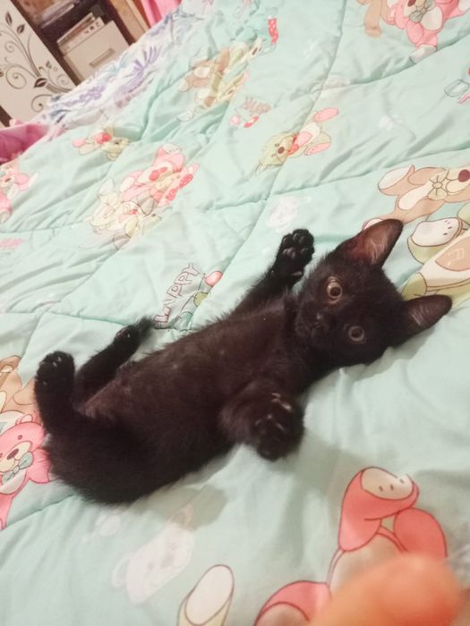 Шикарная кошечка, ждёт именно вас!!!
