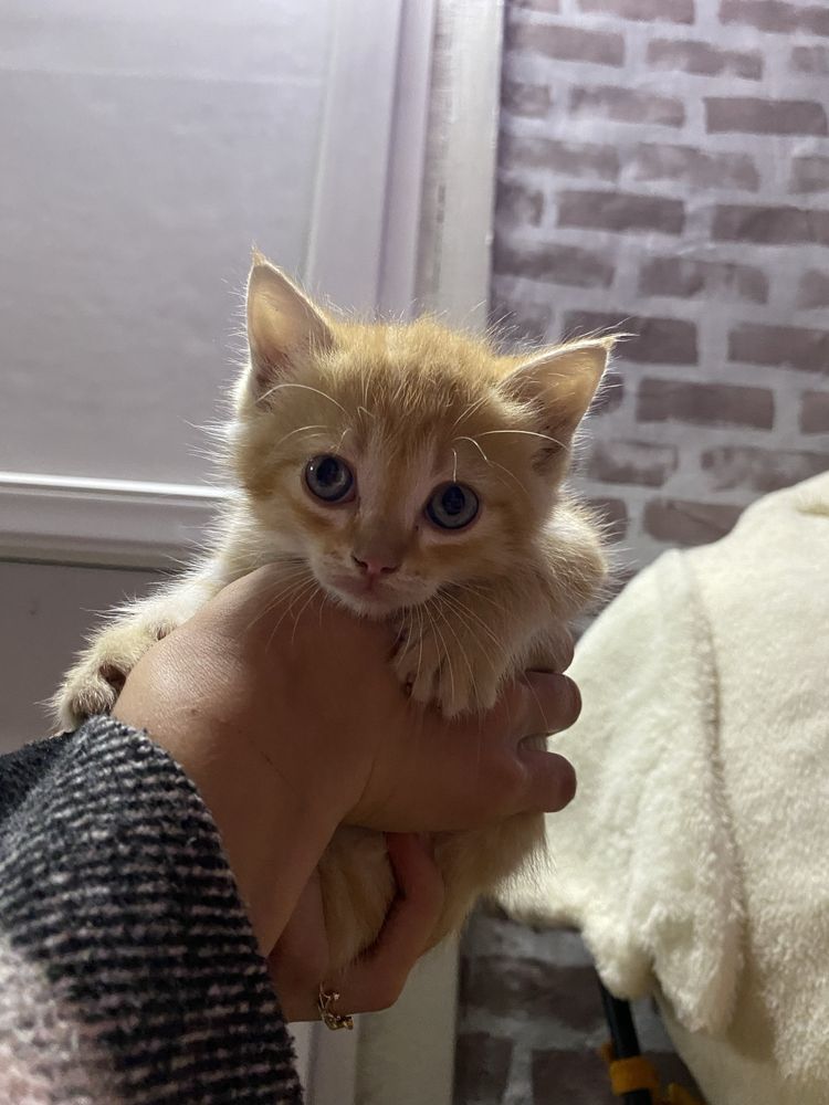 Котята ищут дом