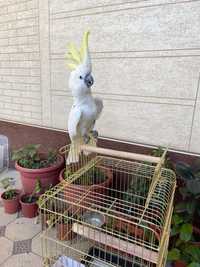 Продаю попугай какаду