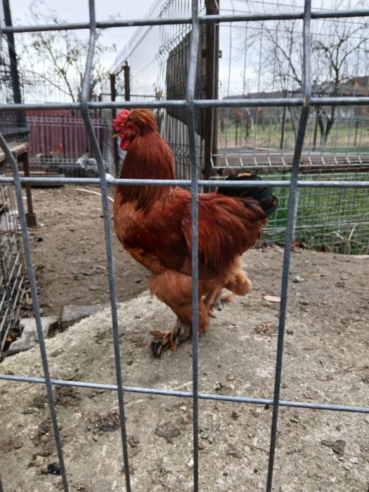 Găini și cocoși de rasă