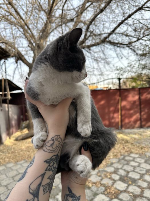 Котенок ищет дом.