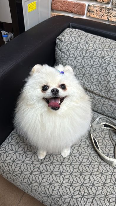 Шпиц есть связка