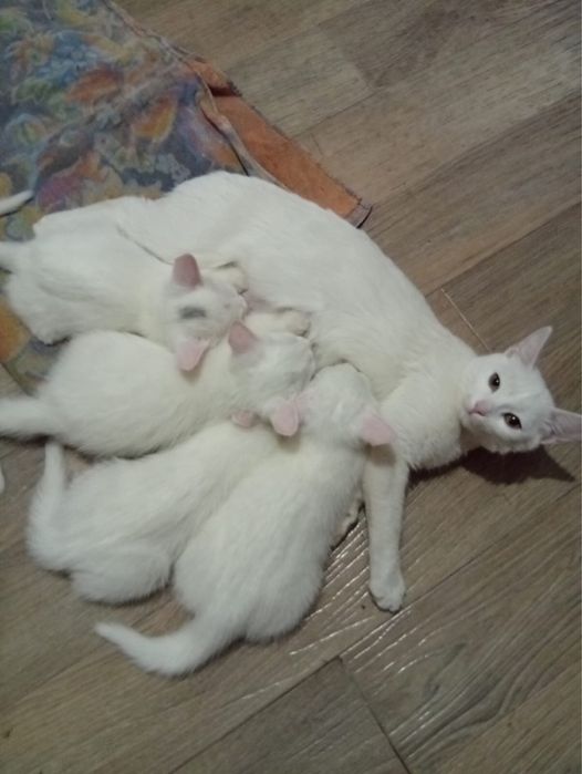 Отдам котят бесплатно турецкая ангора