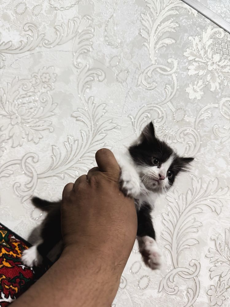Yaxshi boqadigan insonlaga tekinga bervoraman
