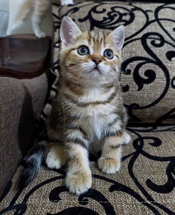 Продаются котятки