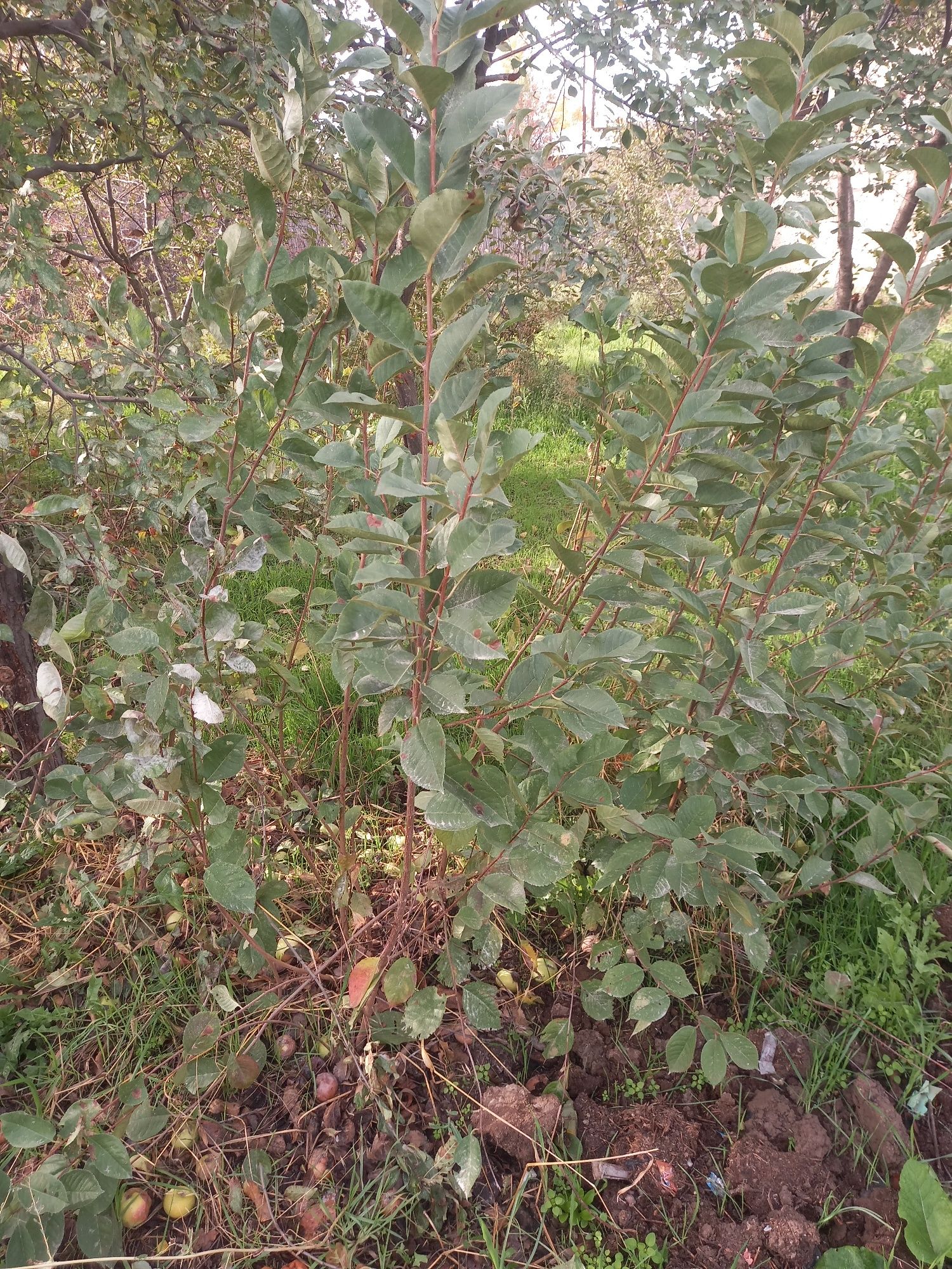 Shiponka olcha nihollari