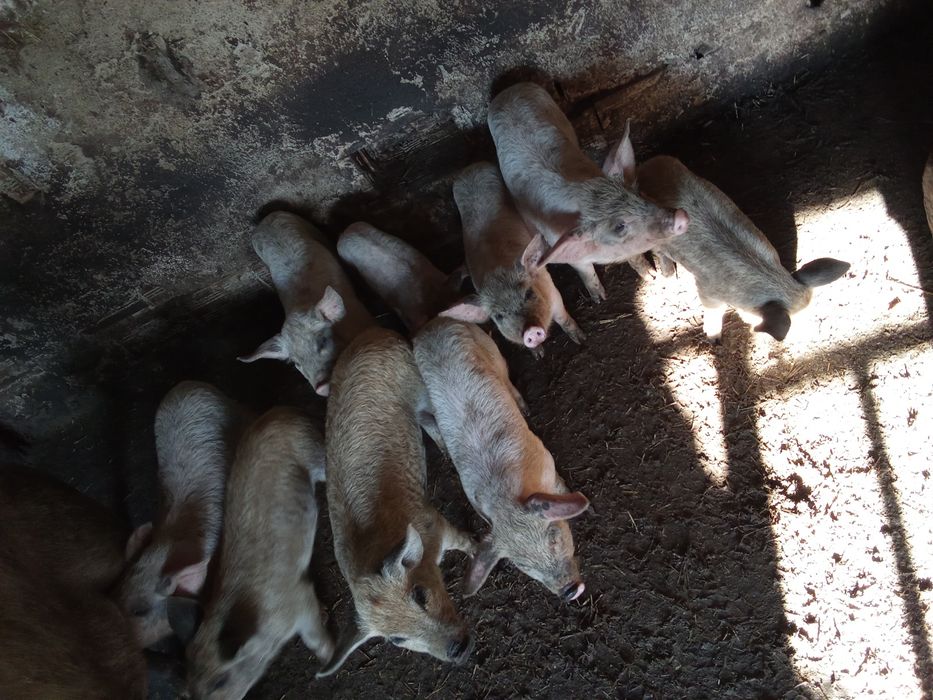 Прасенца отбити 150лв