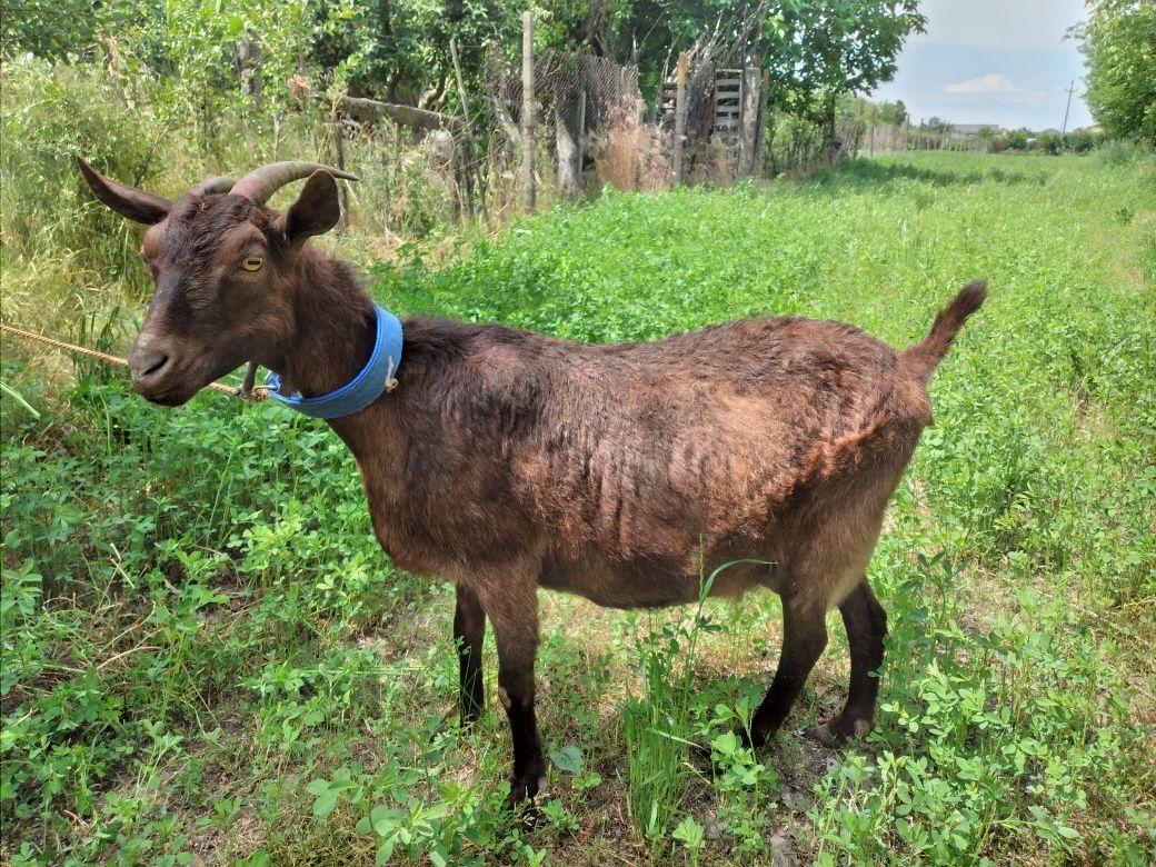 Capra Murciana Granadina își schimba locația