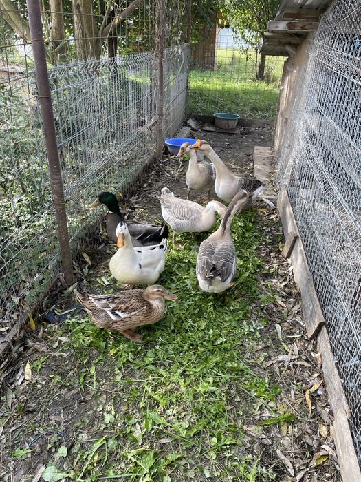 Vand gaste toulouse si rate mute tinere, foarte frumoase