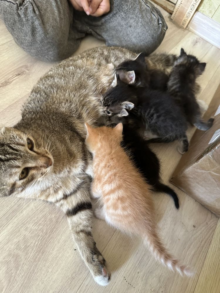 кошка и пятеро котят