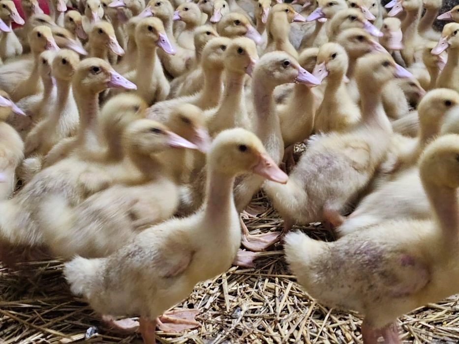 Pui albi și rasa mixta