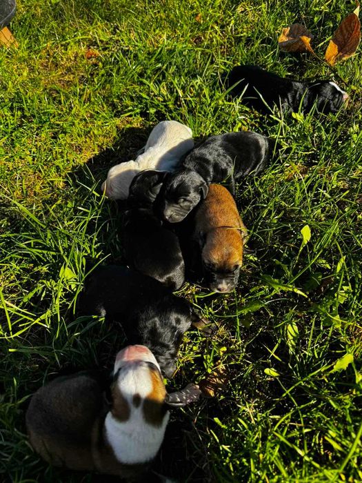 Котки British shorthair Кучета Cocker spaniel