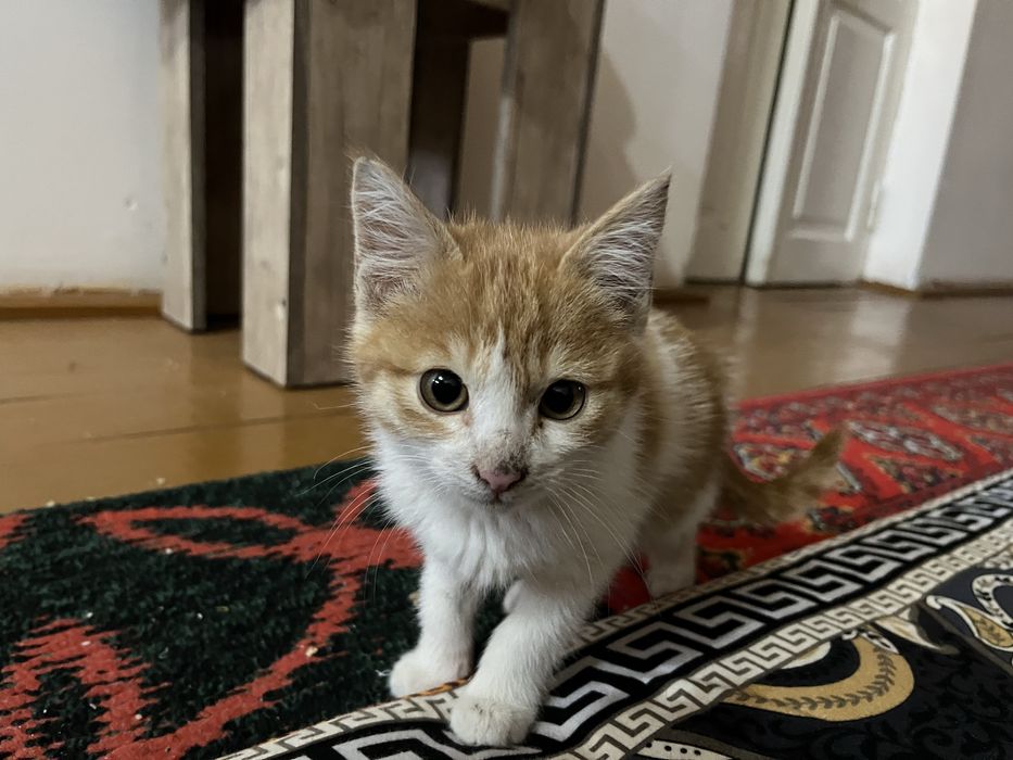 3/4 oylik mushuklar sotladi