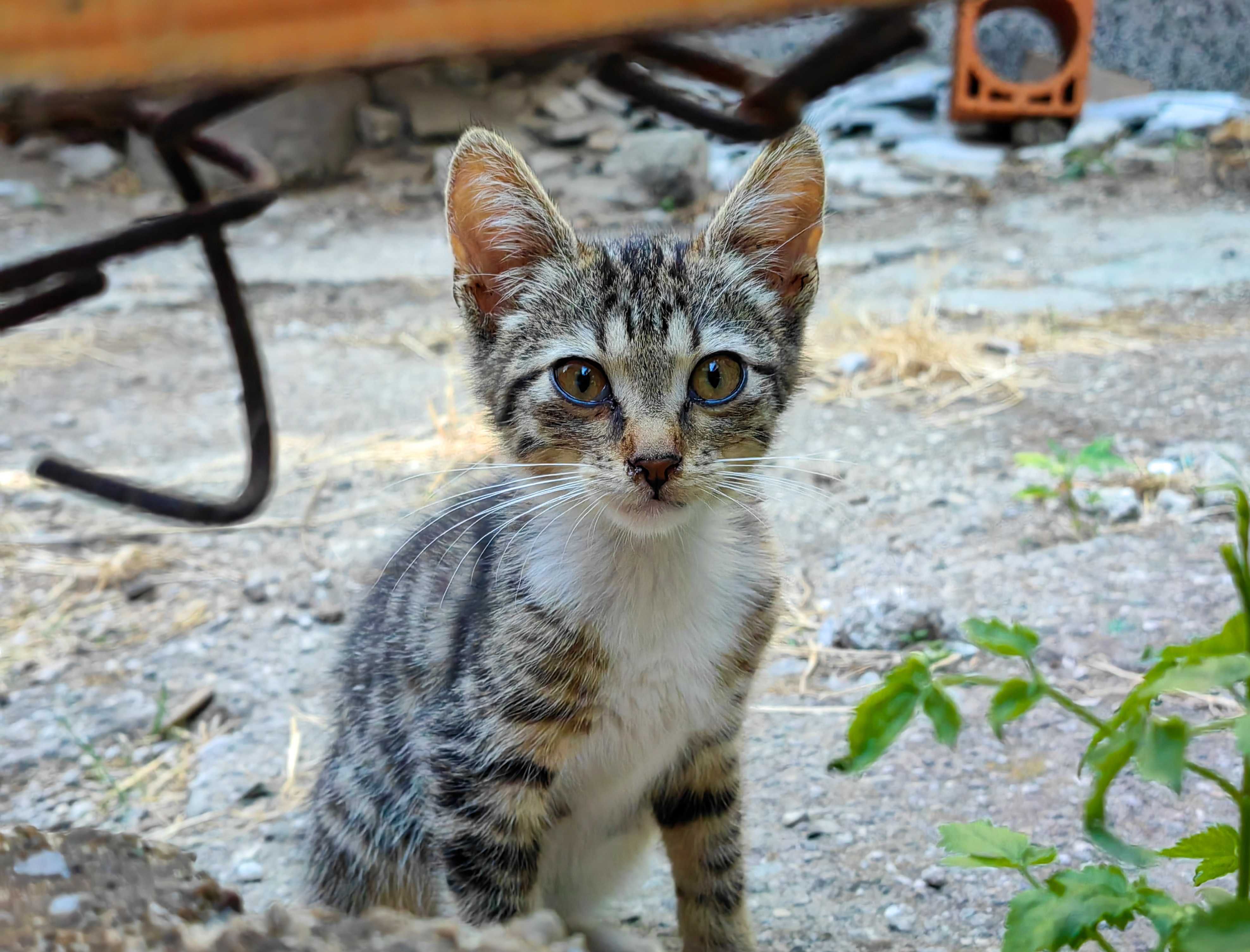 Коте Томи и коте Бети търсят любящи стопани