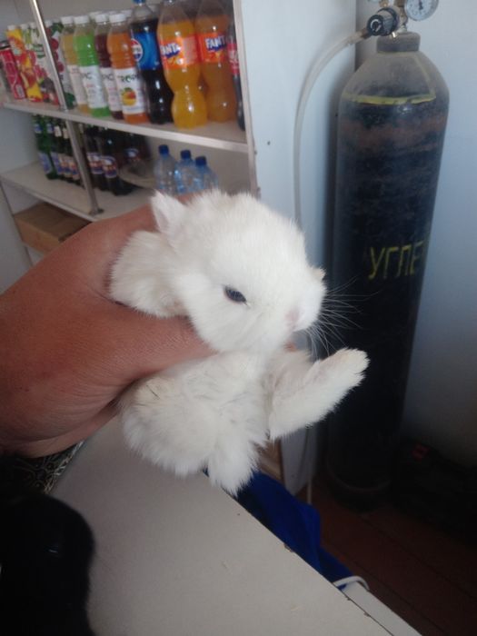 Ulkeymitn kiwkentay qoyandar