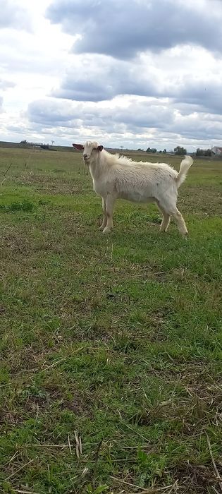 Vand tap sannen de anul acesta,țapul este ciut genetic.