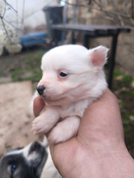 Коледни померанчета