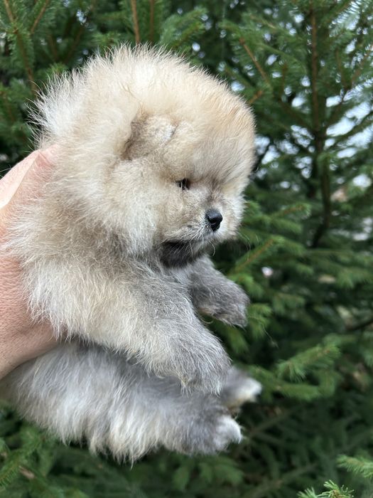 Момче померан два месеца