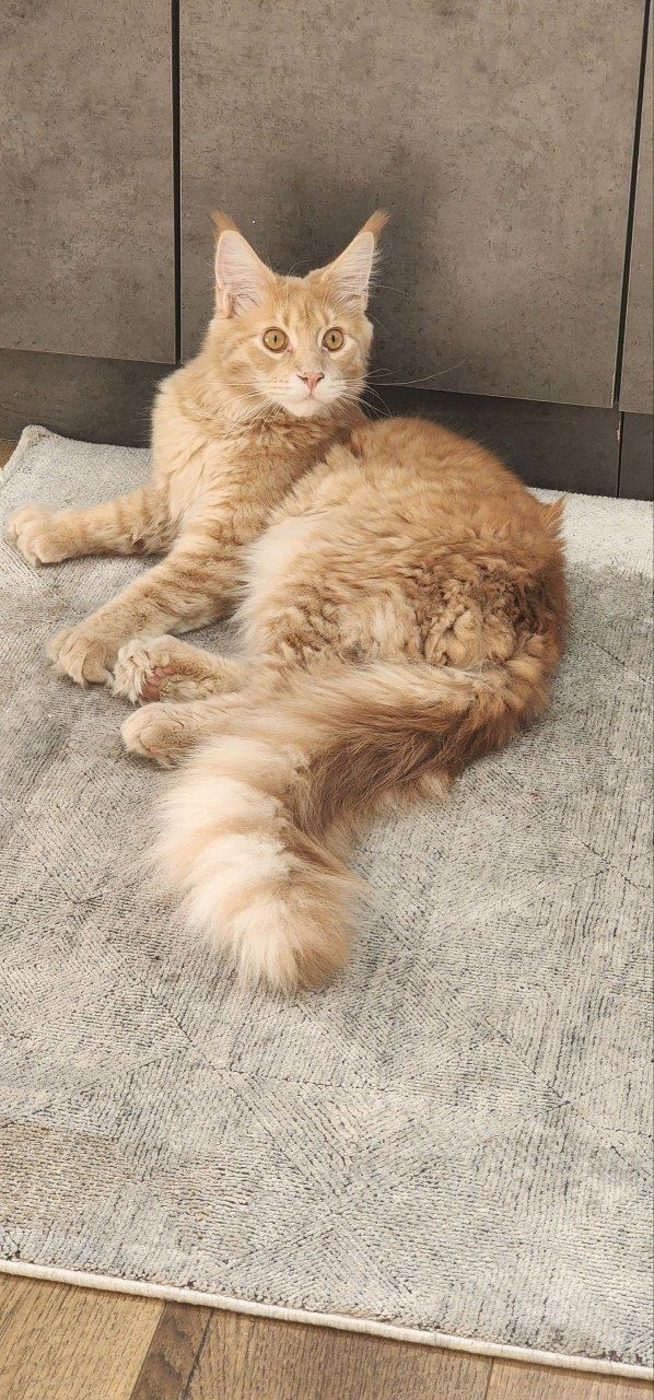 Кошка  породистая