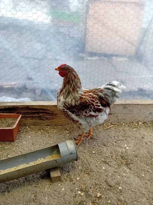 Cocoși Wyndotte splash