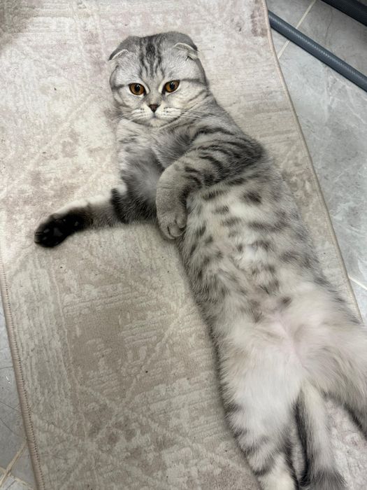 Ищем кота/жениха