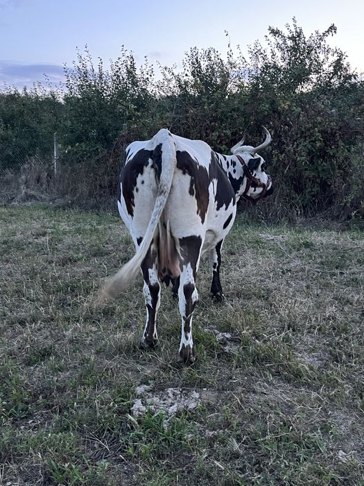 Vând vacă gestantă