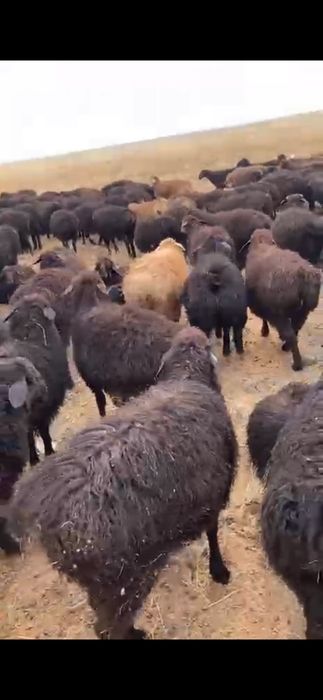 50-500 бас тоқты,қарт қой