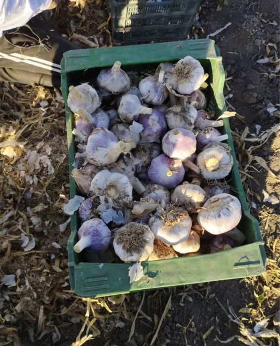 Usturoi nou anul 2023