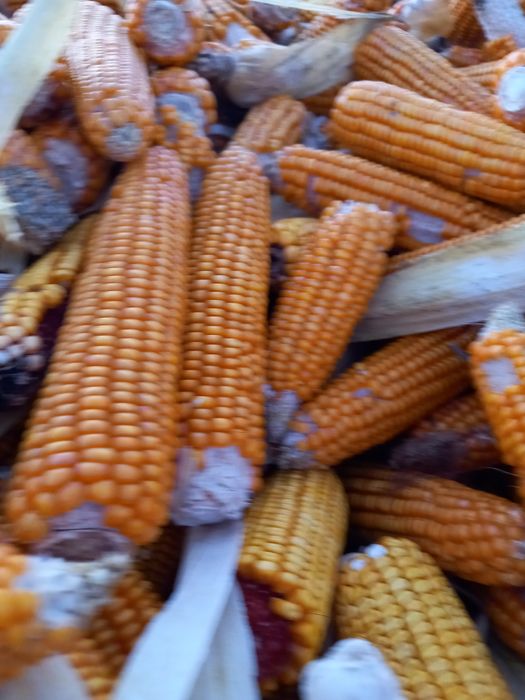 Vând porumb kws ,0.8 lei/ kg