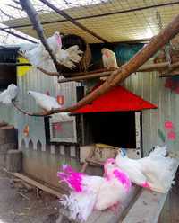 Фенерлий-паунови гълъби