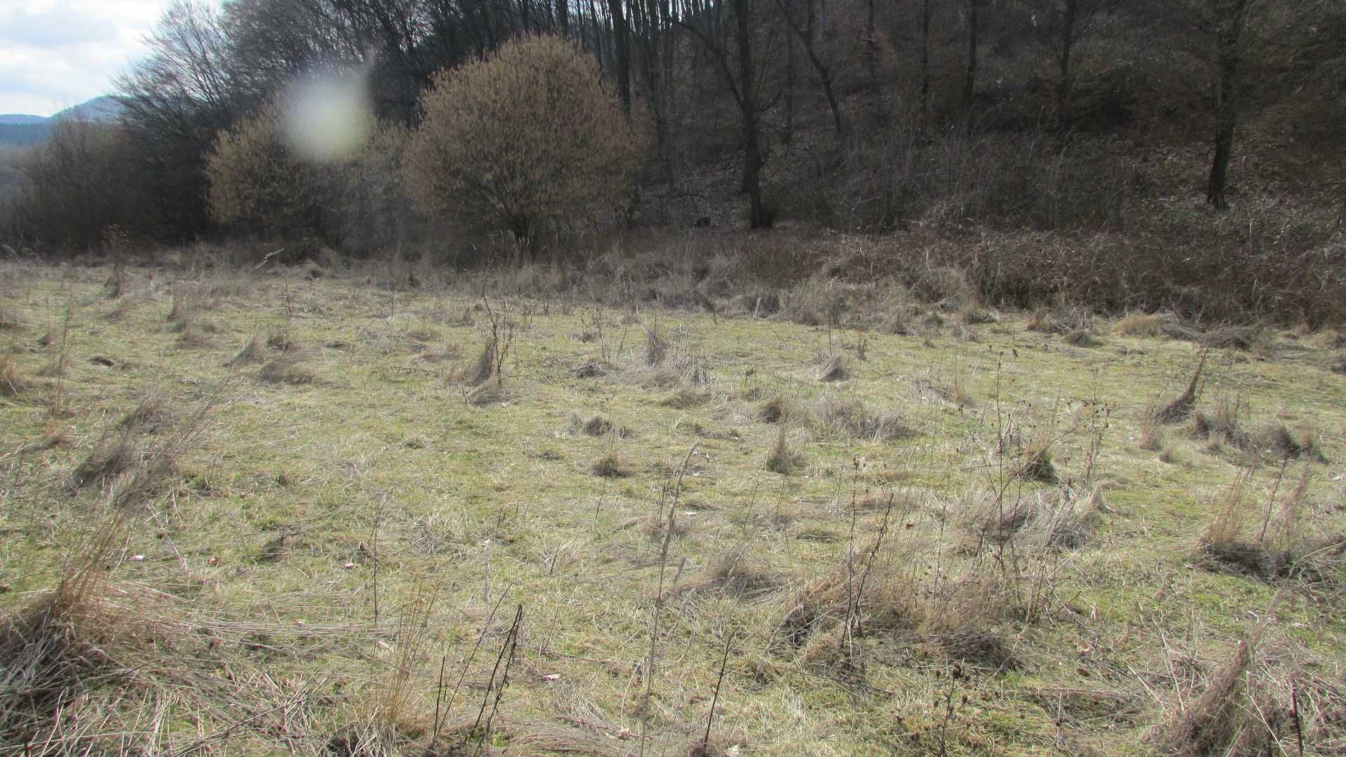 teren arabil , fânaț , livadă  lângă pădure