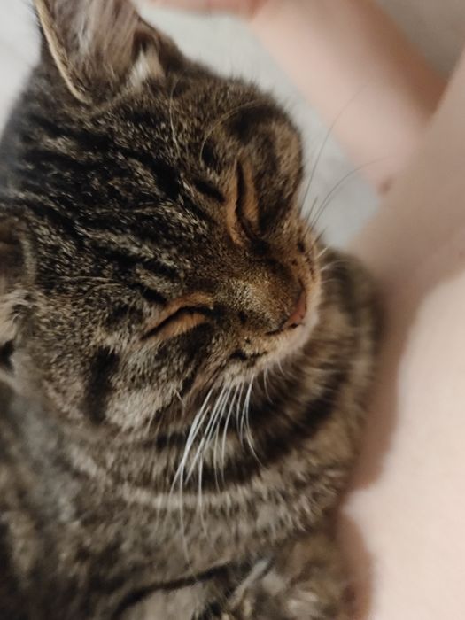 отдам кошку(нашли)