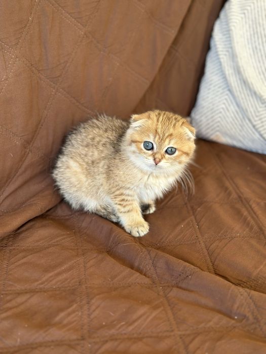 Коте Шотландска Женска Чинчила