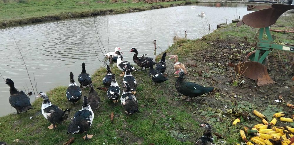 Rate mute si macaitoare