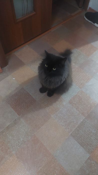 Отдам кота ..мальчик