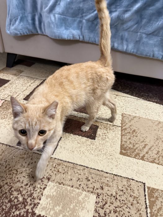 Рыжий котик ищет семью