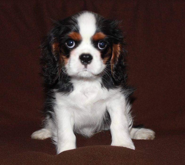 Кавалер Кинг Чарлз Шпаньол FCI