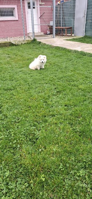 Продавам Среден шпиц