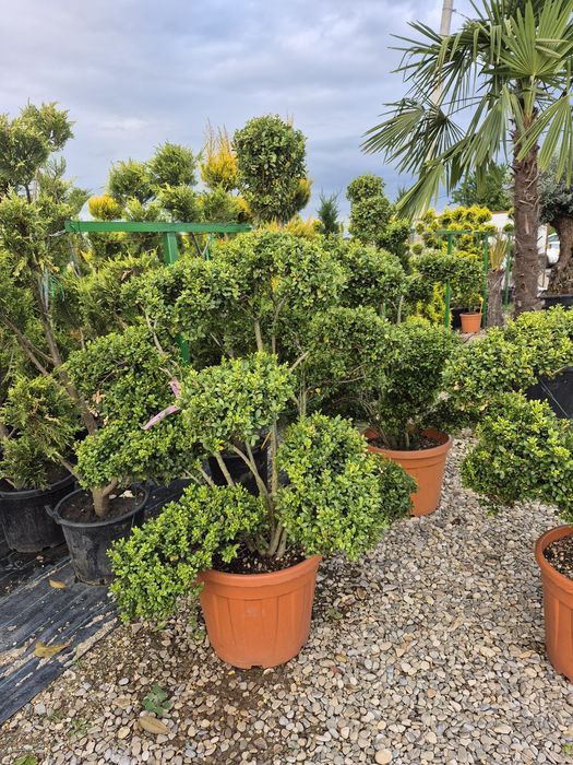 Tuia spirala Pon pon Eunimus