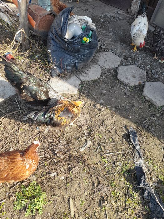 Продавам петлета на 8 месеца