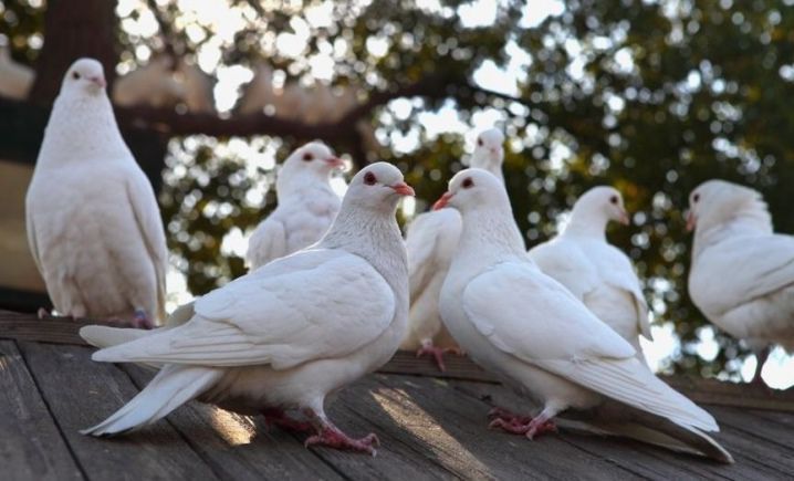 Белые Голуби
