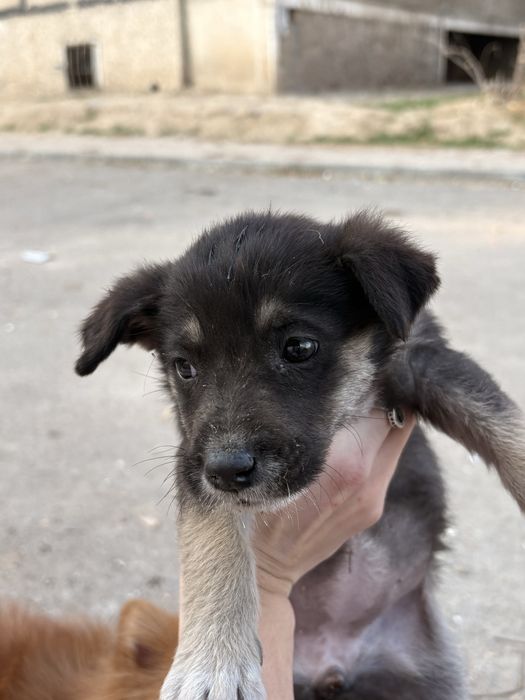 Ищем для щенят дом