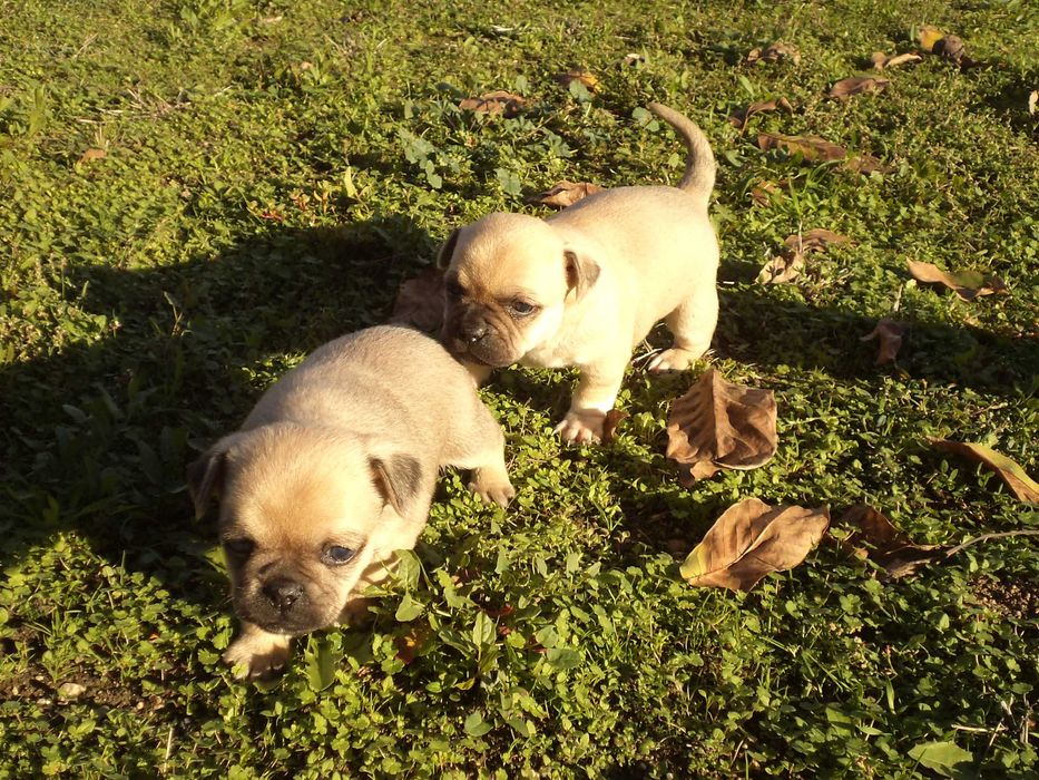 МОПС-бебета-3 броя!!!