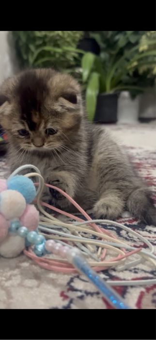 Скотиш фолд девочка мальчик 1,5 месяца