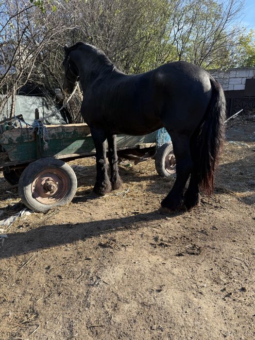 Vand Frizian cu acte